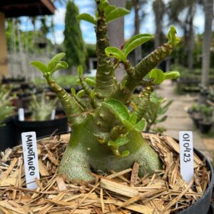 0104 23 Arabicum Minotauro - Adulta