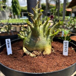 3103 03 Arabicum Ultron - Adulta