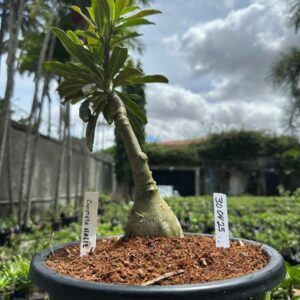 3004 25 Baobá Baby Cometa Harlley ( Leilão )