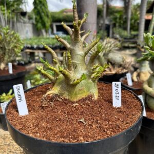 2703 31 Arabicum Ducatti - Adulta