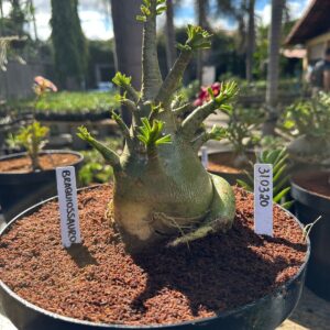 3103 20 Arabicum Braquiossauro - Adulta
