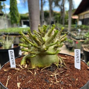 0104 32 Arabicum Rubicon - Adulta