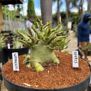 0104 15 Arabicum Wrangler - Adulta