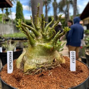 0104 17 Arabicum Minotauro - Adulta