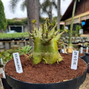 2703 18 Arabicum Kilimanjaro - Adulta ( Leilão )