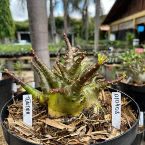 0104 08 Arabicum Tundra - Adulta