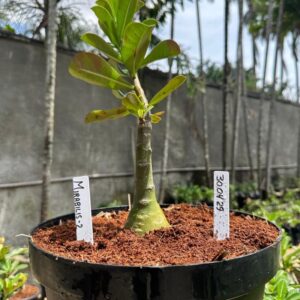 3004 29 Baobá Baby Mirabilis-2