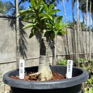 3004 04 Baobá Baby Brd119