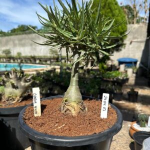 2404 07 Baobá Baby Crispum White ( Leilão )