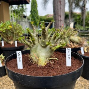 2703 23 Arabicum Sauron - Adulta