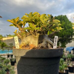 3004 03 Arabicum Tank - Adulta