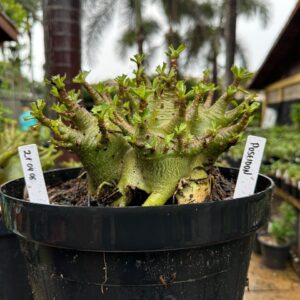 2104 06 Arabicum Poseidon Avaria - Adulta