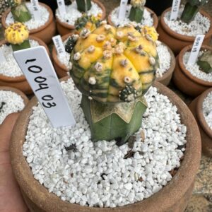 1004 03 Cacto Astrophytum Asterias Variegata