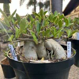 3004 60 Arabicum Tiranossauro Tigrada