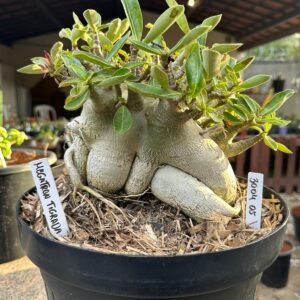 3004 05 Arabicum Megatron - Adulta