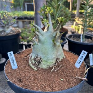 2603 19 Arabicum Megatron - Adulta