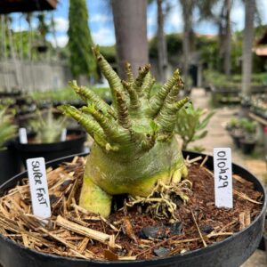 0104 29 Arabicum Super Fest - Adulta