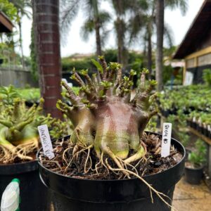 2104 10 Arabicum Spartacus red - Adulta
