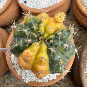 1004 06 Cacto Gymnocalicium Dansii Variegata