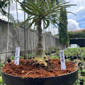 3004 30 Baobá Baby Crispum Pull Red Strings