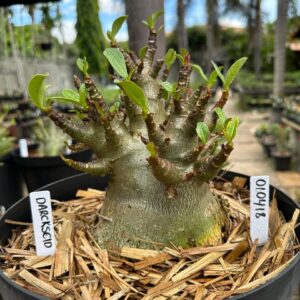 0104 18 Arabicum Darckseid - Adulta