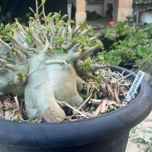 2804 01 Arabicum Minotauro - Adulta
