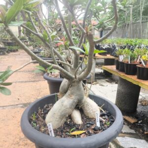 2403 02 Socotra Id Misterioso ( Leilão)