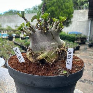 0904 03 Arabicum Black Skin F2 - Adulta