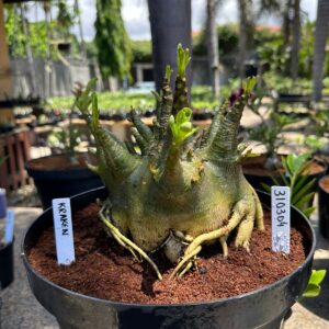 3103 04 Arabicum Kraken - Adulta ( Leilão )