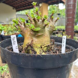 2104 14 Arabicum Brutus - Adulta