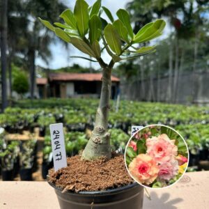 2403 77 Rosa do Deserto Pêssego
