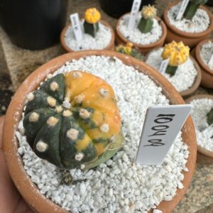 1004 09 Cacto Astrophytum Asterias Variegata