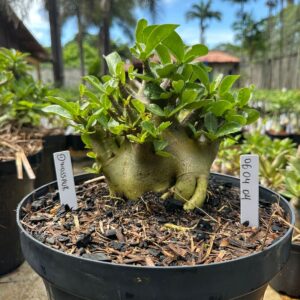0604 04 Arabicum Dinossaur - Adulta ( Leilão )