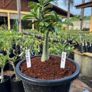 Rosa do Deserto 2704 00 Baobá Baby Blood Ruby - Linha Baobá - RDF Fortaleza