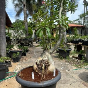 1602 06 Socotra Id misterioso ( Leilão )
