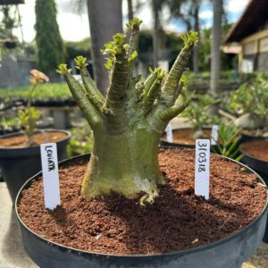 3103 18 Arabicum Leviatã - Adulta