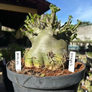 0804 04 Arabicum Maximus - Adulta ( Leilão )