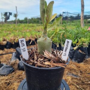 1603 37 Arabicum Red Poseidon f3