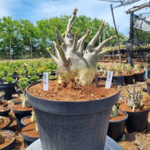 1303 01 Arabicum Everest - Adulta