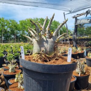 1303 08 Arabicum Brutos - Adulta