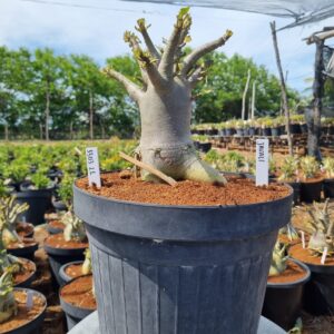 1303 21 Arabicum Javali - Adulta