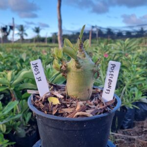 1703 17 Arabicum Red Poseidon f3