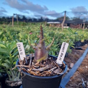 1703 21 Arabicum Everest F3