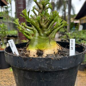 2104 03 Arabicum Eifell - Adulta