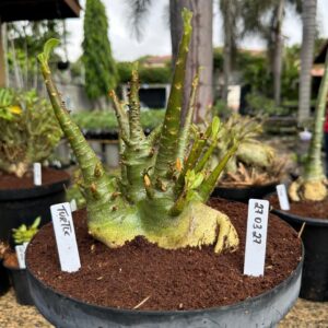 2703 27 Arabicum Turtle - Adulta