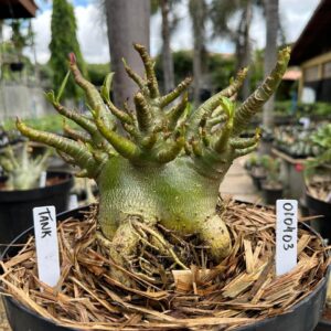 0104 03 Arabicum Tank - Adulta