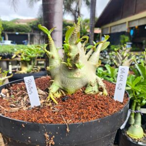 0604 02 Arabicum Brutus - Adulta (Leilão )