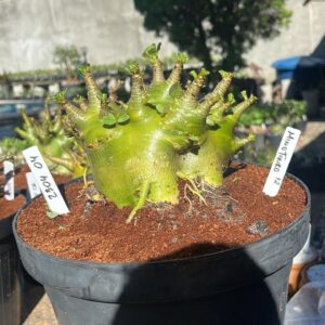 2304 04 Arabicum Minotauro f3 - Adulta