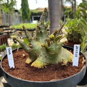 2703 31 Arabicum Tank - Adulta