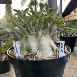 3004 01 Arabicum Dinossaur Tigrada - Adulta